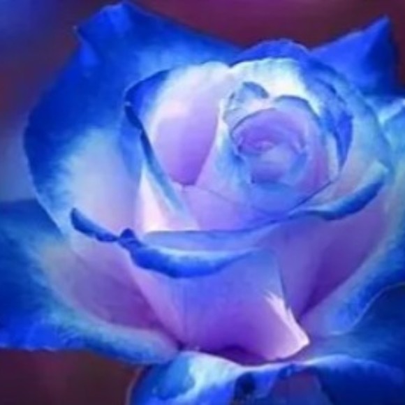 Meet your Posher, Marissa - Picture 1 of 1